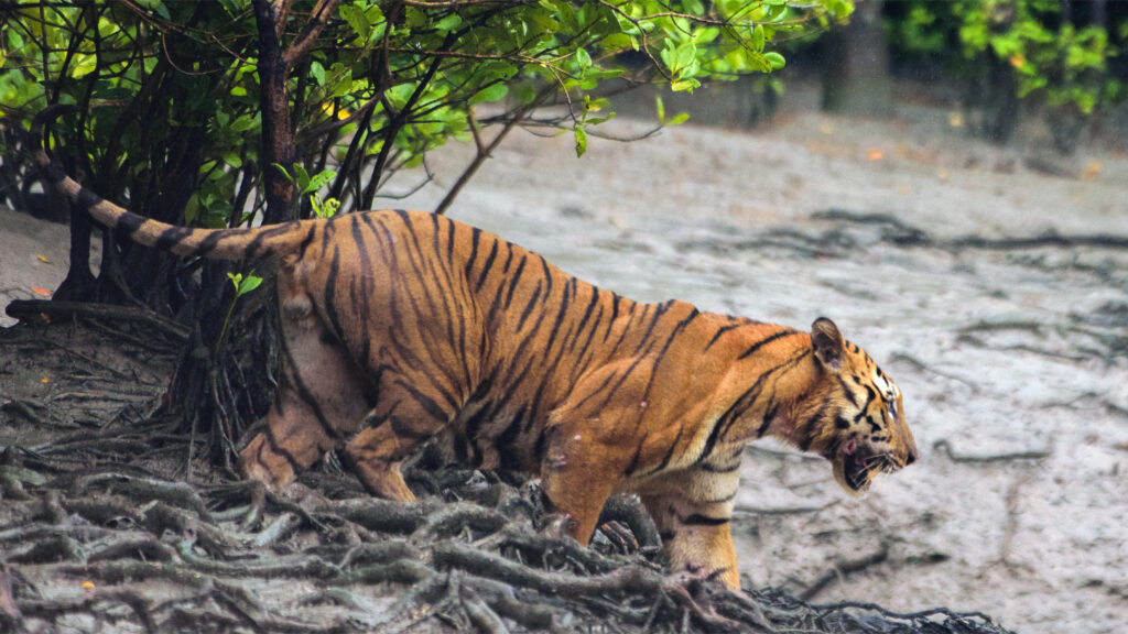 The tiger is getting ready for hunting in KHULNA